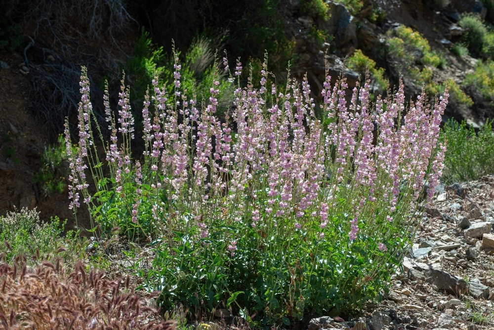 300 Palmer's Penstemon Seeds - Penstemon Palmeri Flower Seeds - Image 8