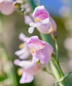 300 Palmer's Penstemon Seeds - Penstemon Palmeri Flower Seeds - Image 9