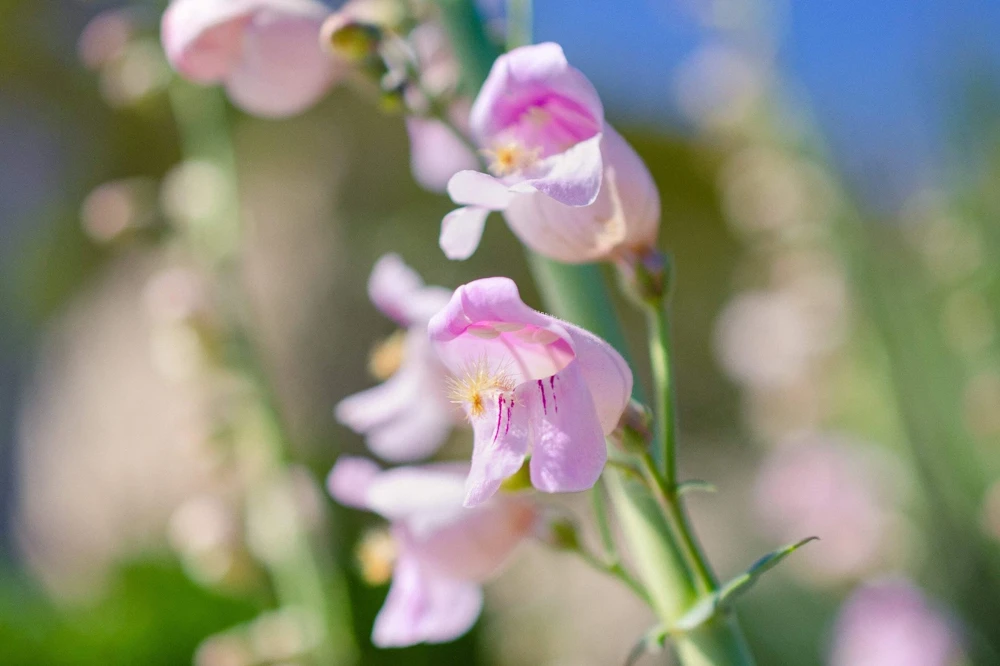 300 Palmer's Penstemon Seeds - Penstemon Palmeri Flower Seeds - Image 9