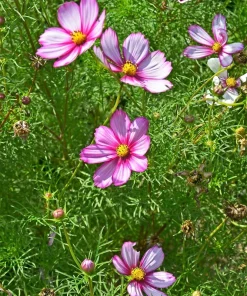 300 Picotee Cosmos Bipinnatus Flower Seeds - 2-Tone White Pink Magenta - Image 10