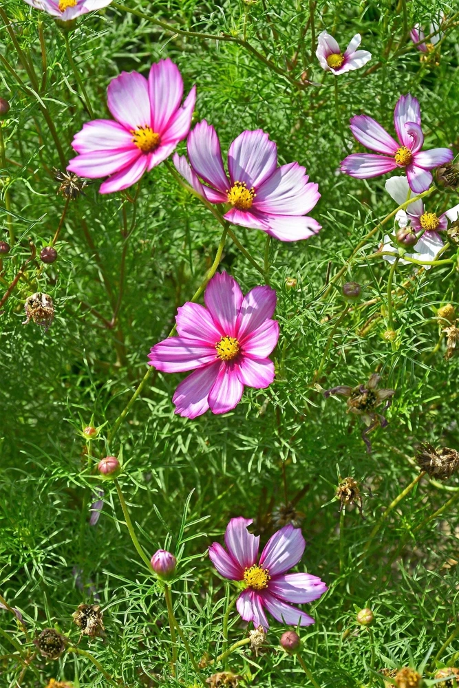 300 Picotee Cosmos Bipinnatus Flower Seeds - 2-Tone White Pink Magenta - Image 10