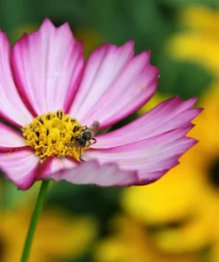 300 Picotee Cosmos Bipinnatus Flower Seeds - 2-Tone White Pink Magenta - Image 2