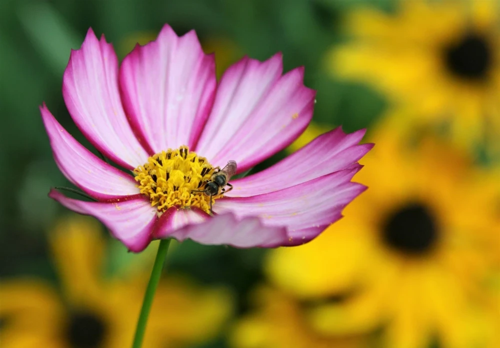 300 Picotee Cosmos Bipinnatus Flower Seeds - 2-Tone White Pink Magenta - Image 2