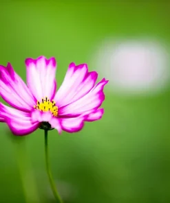 300 Picotee Cosmos Bipinnatus Flower Seeds - 2-Tone White Pink Magenta - Image 3