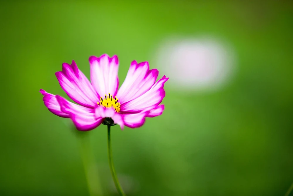 300 Picotee Cosmos Bipinnatus Flower Seeds - 2-Tone White Pink Magenta - Image 3