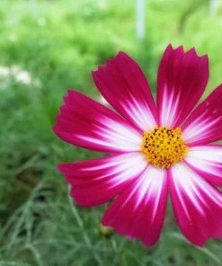 300 Picotee Cosmos Bipinnatus Flower Seeds - 2-Tone White Pink Magenta - Image 4