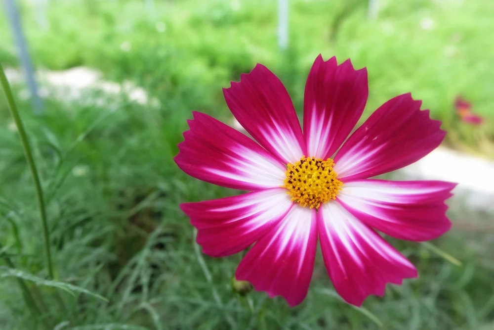 300 Picotee Cosmos Bipinnatus Flower Seeds - 2-Tone White Pink Magenta - Image 4