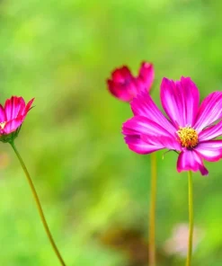 300 Picotee Cosmos Bipinnatus Flower Seeds - 2-Tone White Pink Magenta - Image 5
