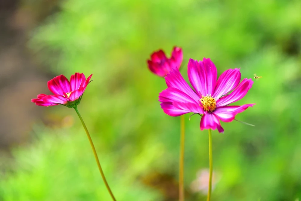 300 Picotee Cosmos Bipinnatus Flower Seeds - 2-Tone White Pink Magenta - Image 5