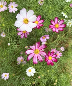 300 Picotee Cosmos Bipinnatus Flower Seeds - 2-Tone White Pink Magenta - Image 6