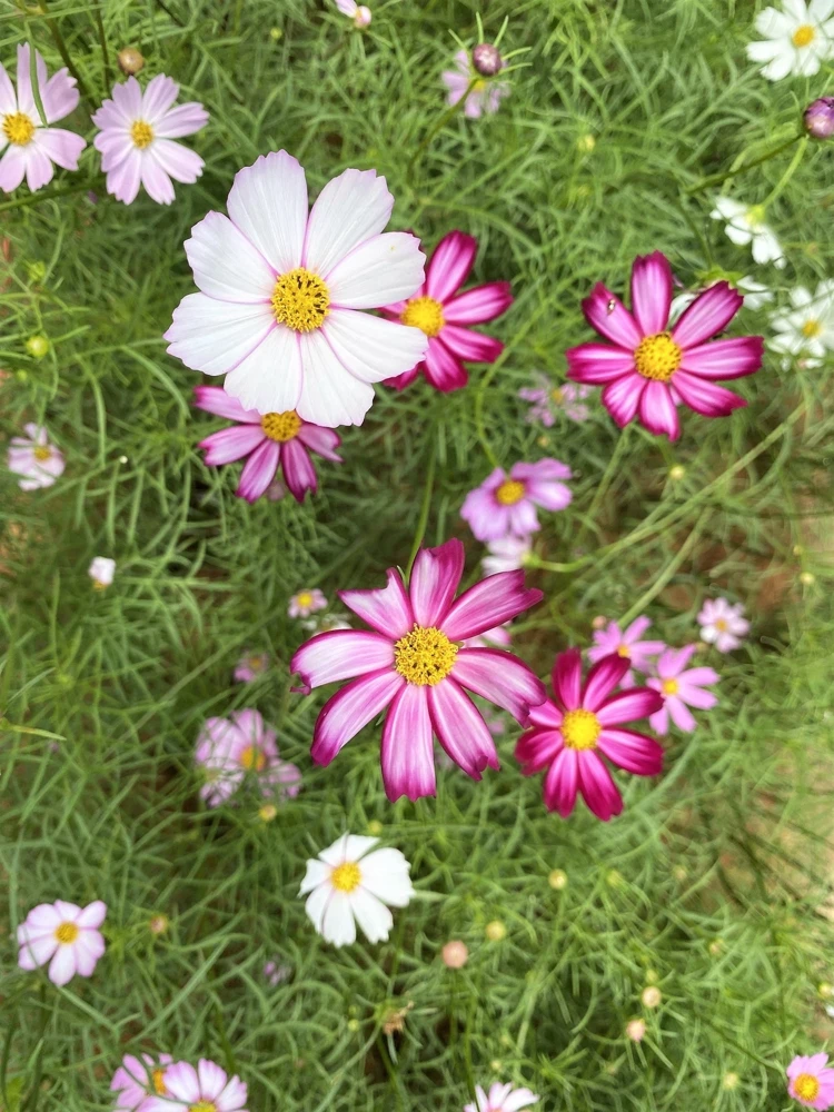 300 Picotee Cosmos Bipinnatus Flower Seeds - 2-Tone White Pink Magenta - Image 6