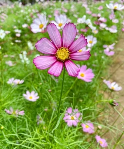 300 Picotee Cosmos Bipinnatus Flower Seeds - 2-Tone White Pink Magenta - Image 7