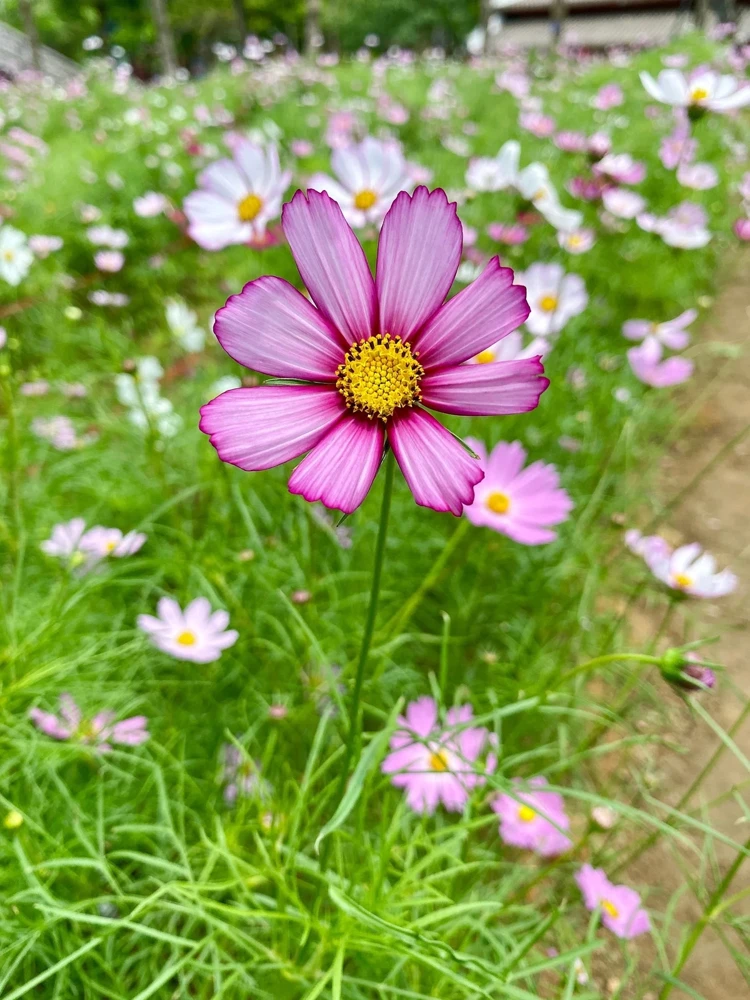 300 Picotee Cosmos Bipinnatus Flower Seeds - 2-Tone White Pink Magenta - Image 7
