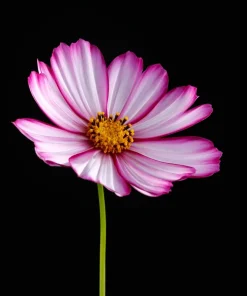300 Picotee Cosmos Bipinnatus Flower Seeds - 2-Tone White Pink Magenta - Image 8