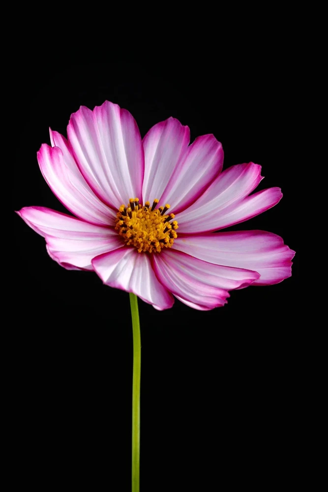 300 Picotee Cosmos Bipinnatus Flower Seeds - 2-Tone White Pink Magenta - Image 8