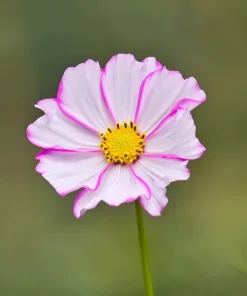 300 Picotee Cosmos Bipinnatus Flower Seeds - 2-Tone White Pink Magenta - Image 9