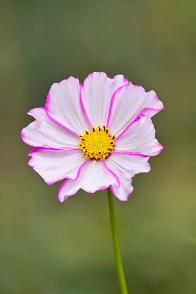 300 Picotee Cosmos Bipinnatus Flower Seeds - 2-Tone White Pink Magenta - Image 9