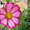 300 Picotee Cosmos Bipinnatus Flower Seeds - 2-Tone White Pink Magenta - Image 1