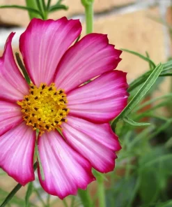 300 Picotee Cosmos Bipinnatus Flower Seeds - 2-Tone White Pink Magenta - Image 1