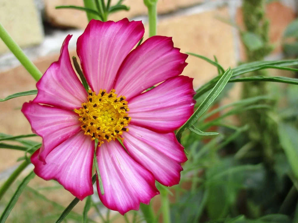 300 Picotee Cosmos Bipinnatus Flower Seeds - 2-Tone White Pink Magenta - Image 1