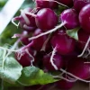 300 Purple Plum Radish Seeds - Raphanus Sativus Vegetable Garden Planting - Image 1