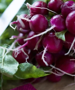 300 Purple Plum Radish Seeds - Raphanus Sativus Vegetable Garden Planting - Image 1