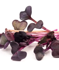 300 Purple Plum Radish Seeds - Raphanus Sativus Vegetable Garden Planting - Image 4