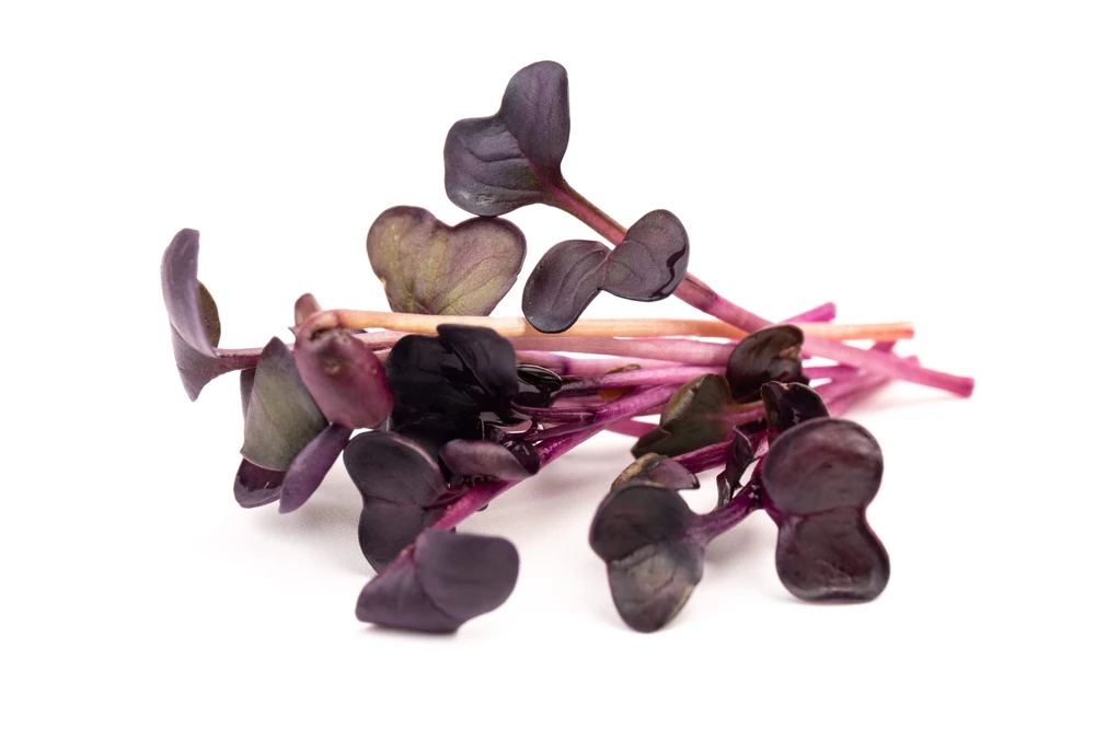 300 Purple Plum Radish Seeds - Raphanus Sativus Vegetable Garden Planting - Image 4