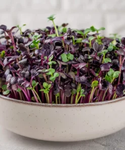300 Purple Plum Radish Seeds - Raphanus Sativus Vegetable Garden Planting - Image 5