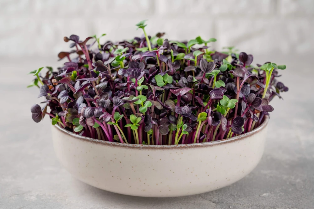 300 Purple Plum Radish Seeds - Raphanus Sativus Vegetable Garden Planting - Image 5