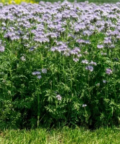 300 Purple Tansy Lacy Fiddleneck Flower Seeds - Phacelia Tanacetifolia - Image 10