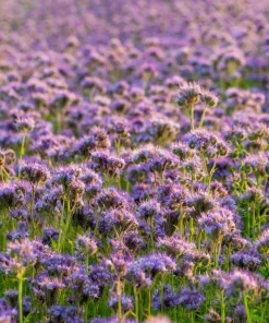 300 Purple Tansy Lacy Fiddleneck Flower Seeds - Phacelia Tanacetifolia - Image 11