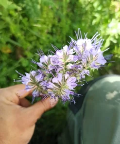 300 Purple Tansy Lacy Fiddleneck Flower Seeds - Phacelia Tanacetifolia - Image 12
