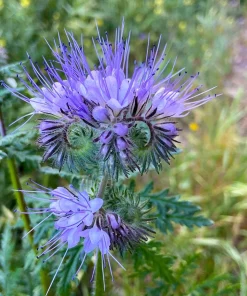 300 Purple Tansy Lacy Fiddleneck Flower Seeds - Phacelia Tanacetifolia - Image 13