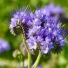 300 Purple Tansy Lacy Fiddleneck Flower Seeds - Phacelia Tanacetifolia - Image 1
