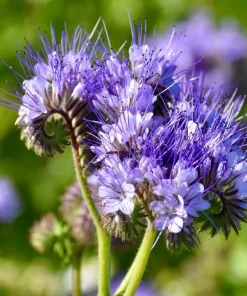 300 Purple Tansy Lacy Fiddleneck Flower Seeds - Phacelia Tanacetifolia - Image 1