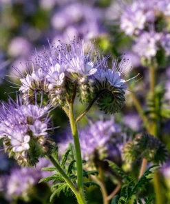 300 Purple Tansy Lacy Fiddleneck Flower Seeds - Phacelia Tanacetifolia - Image 2