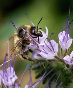 300 Purple Tansy Lacy Fiddleneck Flower Seeds - Phacelia Tanacetifolia - Image 3