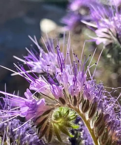 300 Purple Tansy Lacy Fiddleneck Flower Seeds - Phacelia Tanacetifolia - Image 4