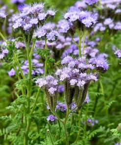 300 Purple Tansy Lacy Fiddleneck Flower Seeds - Phacelia Tanacetifolia - Image 5