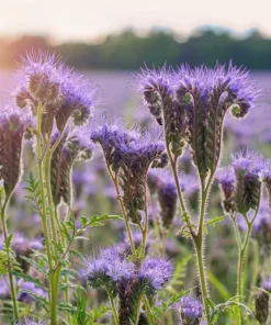 300 Purple Tansy Lacy Fiddleneck Flower Seeds - Phacelia Tanacetifolia - Image 6