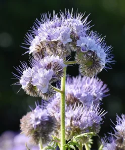 300 Purple Tansy Lacy Fiddleneck Flower Seeds - Phacelia Tanacetifolia - Image 7