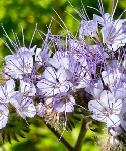 300 Purple Tansy Lacy Fiddleneck Flower Seeds - Phacelia Tanacetifolia - Image 8