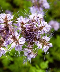 300 Purple Tansy Lacy Fiddleneck Flower Seeds - Phacelia Tanacetifolia - Image 9
