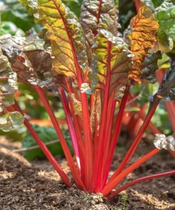 300 Ruby Red Swiss Chard Seeds - Beta Vulgaris Cicla - Vegetable Seeds - Image 10