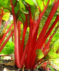 300 Ruby Red Swiss Chard Seeds - Beta Vulgaris Cicla - Vegetable Seeds - Image 2