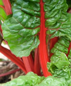 300 Ruby Red Swiss Chard Seeds - Beta Vulgaris Cicla - Vegetable Seeds - Image 3