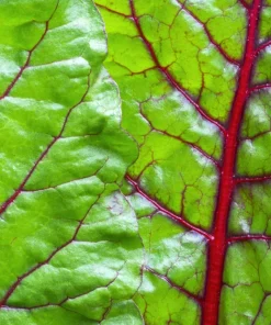 300 Ruby Red Swiss Chard Seeds - Beta Vulgaris Cicla - Vegetable Seeds - Image 4