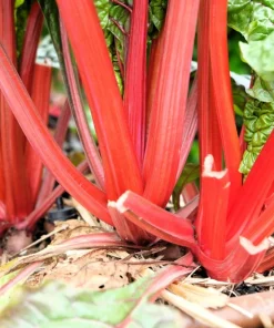300 Ruby Red Swiss Chard Seeds - Beta Vulgaris Cicla - Vegetable Seeds - Image 5