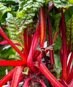 300 Ruby Red Swiss Chard Seeds - Beta Vulgaris Cicla - Vegetable Seeds - Image 6